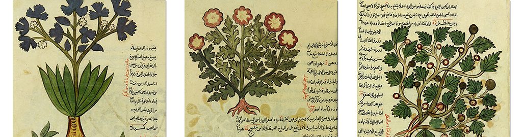 نسخه خطی «الجامع فی الادویه المفرده» در سال 1077 هجری به خط نسخ کتابت شده است. این کتاب ارزشمند در موضوعات داروشناسی و گیاهان دارویی تالیف شده که به دلیل دربرگیری 343 تصویر از حیوانات و گیاهان رنگارنگ که ویژگی های دارویی دارند، منحصر به فرد به شمار می آید.