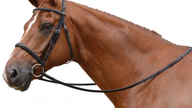 تعبیر مشاهده لگام در خواب