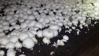 آموزش پرورش قارچ در خانه