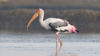 تعبیر مشاهده لک لک در خواب