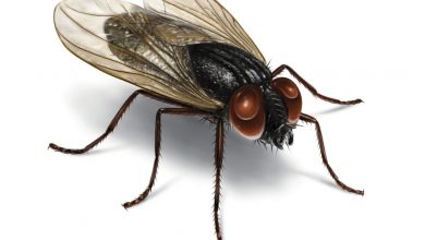 تعبیر مشاهده مگس در خواب