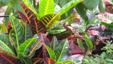 چگونه از گیاه کروتون در خانه نگهداری کنیم؟