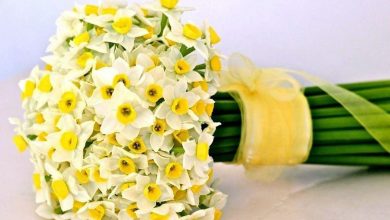 تعبیر مشاهده گل نرگس در خواب