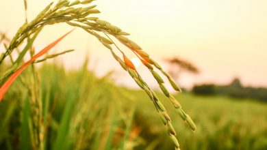 گرمایش جهانی و سوء تغذیه