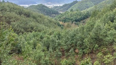 نقش تنوع زیستی جنگل ها در کاهش دمای زمین