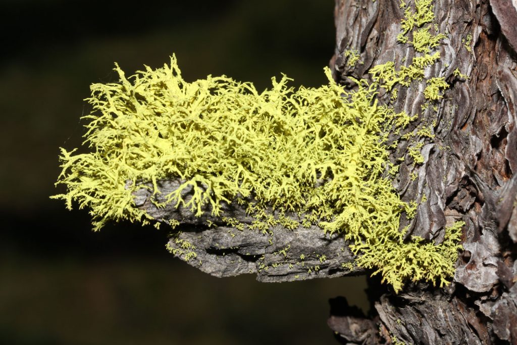 گل سنگ Letharia Vulpina