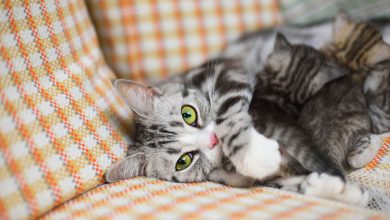 رفتار جنسی گربه ها