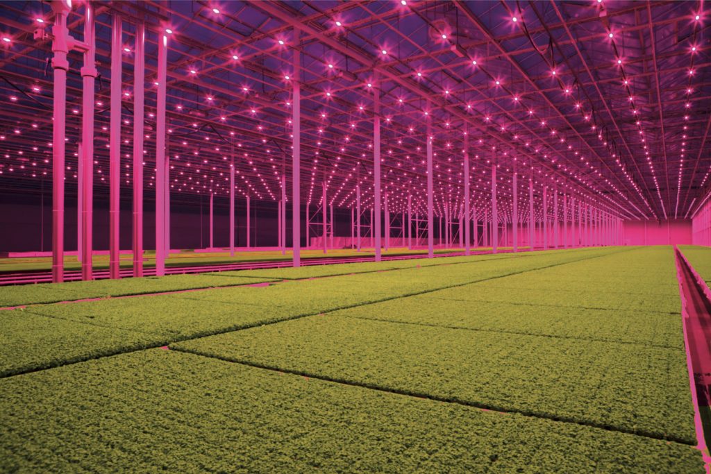 در گلخانه کوپرت کرس برای پرورش گیاهان از تابش نورهای صورتی کمک می گیرند که باعث صرفه جویی مصرف انرژی می شود.