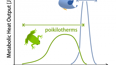 چرا برخی از جانوران را خونسرد و برخی دیگر را خونگرم می نامیم؟
