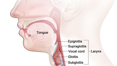 اپیگلوت چه کاری انجام می دهد؟