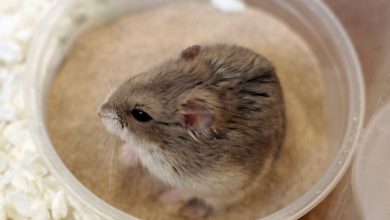 حمام ماسه برای همستر