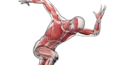 ماهیچهها چگونه کار میکنند؟
