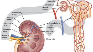 نفرون‌ها در کجای بدن قرار دارند؟