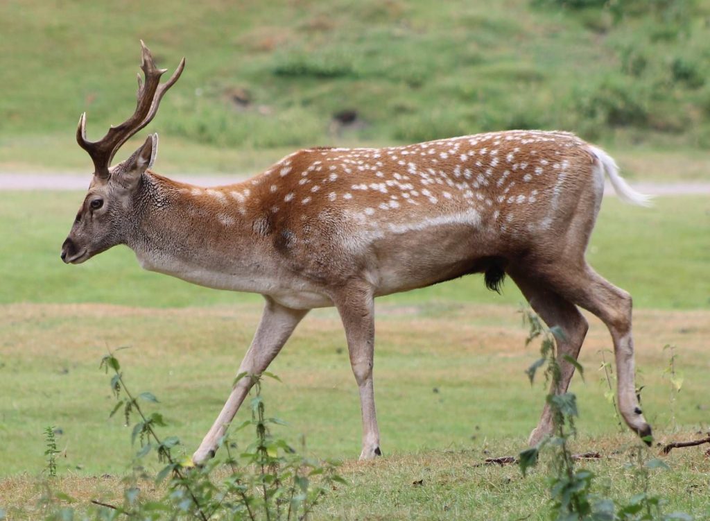 گوزن زرد ایرانی