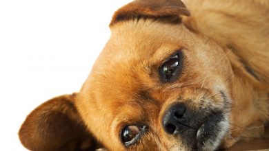 آیا حیوان خانگی شما نیاز به روان درمانی دارد؟