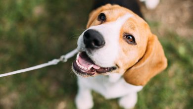 چطور به سگ تان یاد بدهید که بگوید دستشویی دارد