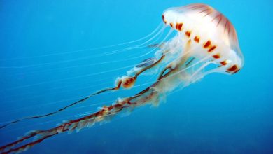 مستند جنگ با عروس دریایی در کره