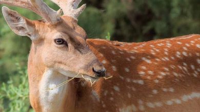 گوزن زرد ایرانی و خطرهایی که زیست این گونه نادر را تهدید می کند