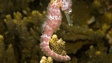 اسب دریایی چیست؟