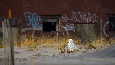 آیا جغدها می توانند به شهرها بیایند؟