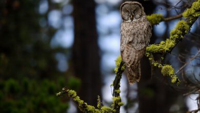 راز چرخش سر جغدها