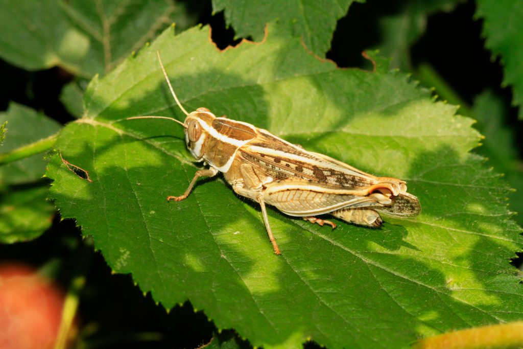 ملخ ایتالیایی هر چند می تواند مهاجرت کند، اما به دلیل کوتاه بودن مسافت مهاجرت، معمولاً جدی گرفته نمی شود.