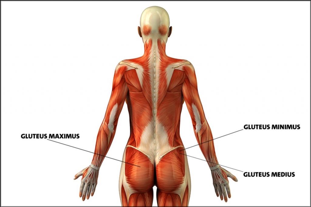 ماهیچه سرینی - بزرگترین ماهیچه بدن انسان