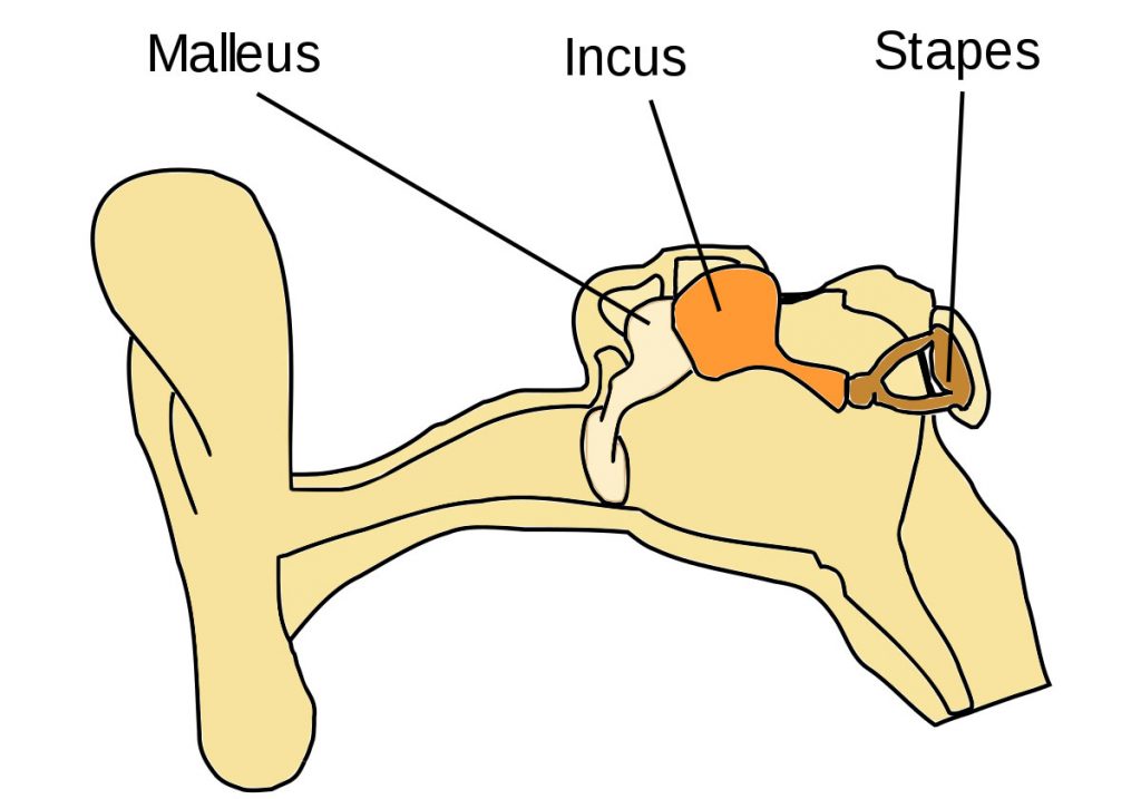 استخوان رکابی - کوچکترین ماهیچه بدن