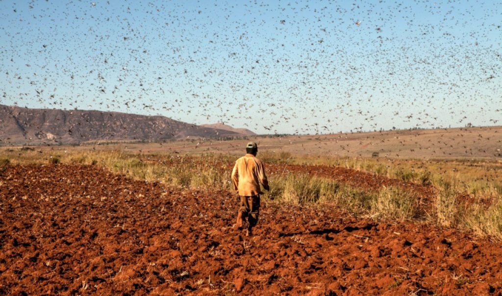 این ملخ ها که جمعیت زیادشان می تواند مانند ابر آسمان را بپوشاند و سایه شان زمین را تاریک کند، در حال مهاجرت هستند. آنها حتی از روی آب ها نیز می گذرند و هیچ روییدنی سبزی را در سر راه خود باقی نمی گذارند.