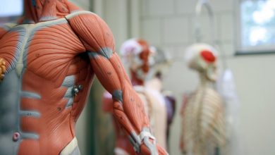 بزرگترین و کوچکترین ماهیچه بدن در کجا قرار دارد؟