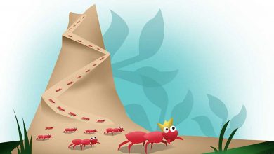 چرا مورچه ها به صف راه می روند؟