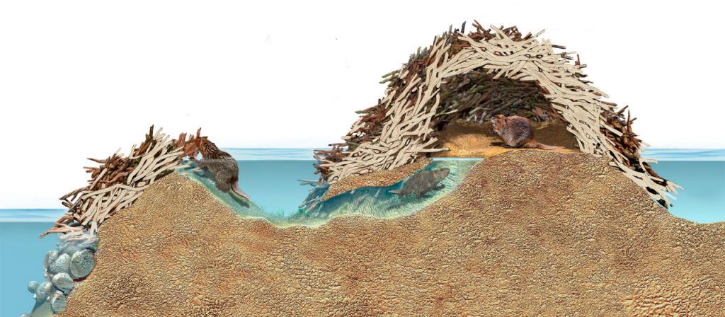 چرا سگ های آبی سد می سازند؟