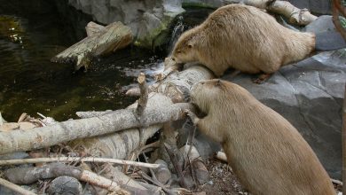 چرا سگ های آبی سد می سازند؟