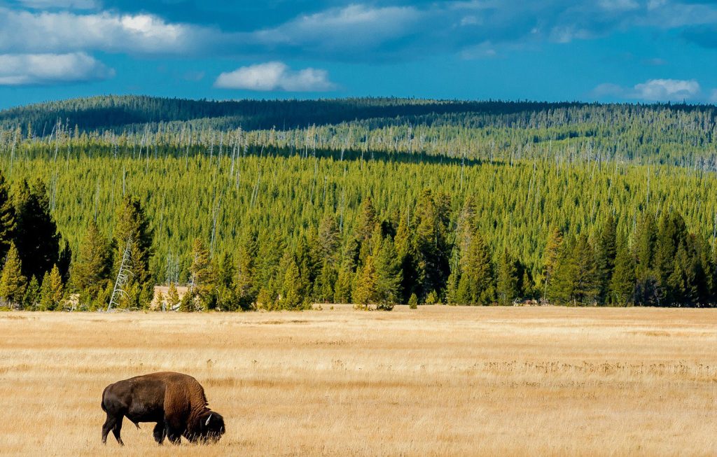 پارک ملی یلواستون