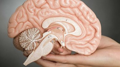 مغز انسان چگونه کار می کند؟