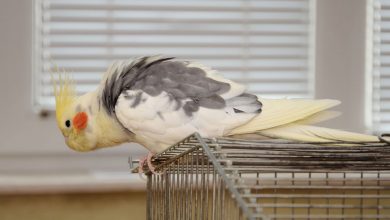 آداب نگهداری از پرندگان در خانه