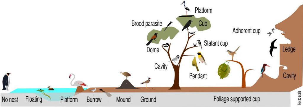 انواع لانه ها و آشیانه پرندگان