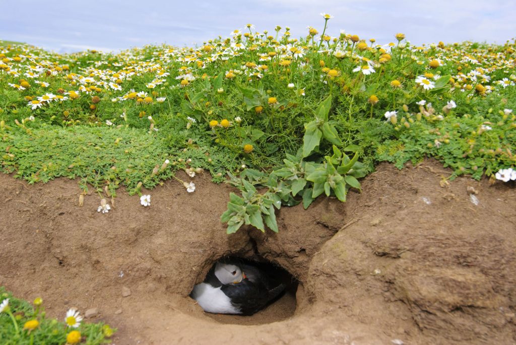 نقب هایی در زیرزمین