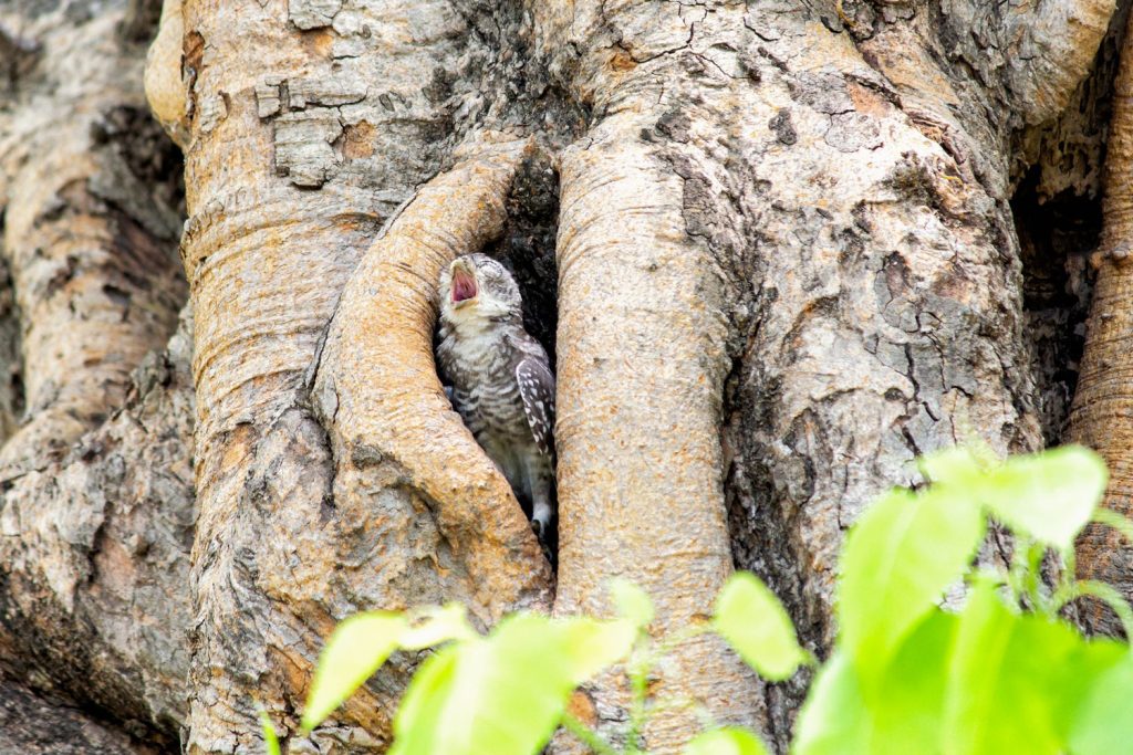 لانه های درختی