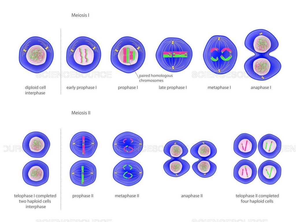 1) اجرام درون سلول به نام سانتریول به دو سمت سلول حرکت می کنند. کروموزوم ها به شکل رشته ها یا نخ های طویل ظاهر می شوند. 2) رشد و شکل گیری سازه ای به نام دوک از سانتریول ها آغاز می شود. 3) کروموزوم ها کوتاه تر و چاق تر می شوند و حالت زوجی پیدا می کنند. 4) هر کروموزوم نسخه ای از خودش را به وجود می آورد و به دو رشته به نام کروماتید تقسیم می شود که از وسط به هم اتصال دارند. 5) کروموزوم ها به حالت مرتب در وسط سلول قرار می گیرند. 6) زوج های کروموزوم ها جدا می شوند و به دو سمت سلول حرکت می کنند و تقسیم سلول آغاز می شود. 7) قبل از تکرار این چرخه، یک مرحله توقف وجود دارد. 8 و 9) این بار زوج های کروموزوم ها تقسیم می شوند و به دو سمت مخالف حرکت می کنند و دوباره تقسیم سلول ها انجام می گیرد. 10) هر کدام از چهار سلول جدید، نصف تعداد کروموزوم های سلول اصلی و اولیه را دارد. هنگام بارورسازی، سلول های نر و ماده به هم می پیوندند، به گونه ای که جنین یا رویان، تمام مجموعه کروموزوم ها را شامل می شود.