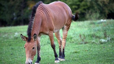 منظور از دورگه چیست؟