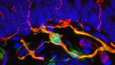 اندام درد جدید در پوست کشف شد