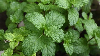 چرا نعناع باعث ایجاد حس خنکی در دهان می شود؟