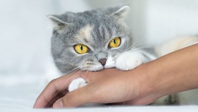 علت چنگ زدن و گاز گرفتن گربه من چیست؟