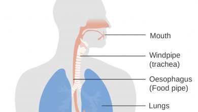 چرا نای و مری به هم نزدیک می باشند؟