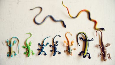 حداقل شرایط برای تعریف یک گونه جدید چیست؟