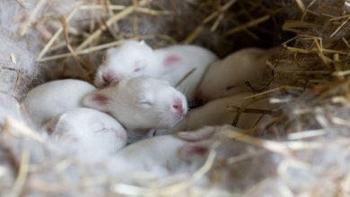 آنچه از بارداری خرگوش باید بدانید