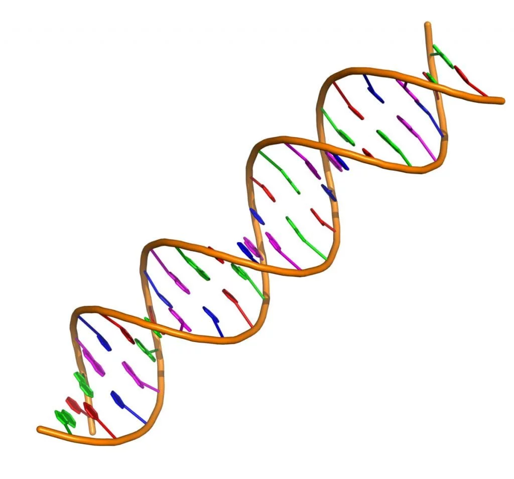 کروموزوم ها شامل اسید دی اکسی ریبونوکلئیک (DNA) هستند. DNA از دو رشته طویل مارپیچ تشکیل شده که درهم پیچیده اند و یک مارپیچ دوتایی را پدید آورده اند.