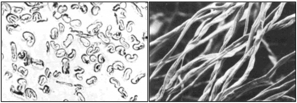 این شکل که خیلی بزرگ شده اند، الیاف پنبه را از ته و کنار به صورت میکروسکوپی نشان می دهند. دیواره الیاف پنبه، صاف تر و کم دندانه تر از دیواره الیاف پشمی است و به همین دلیل، پارچه های پنبه ای صاف تر از پارچه های پشمی به نظر می آیند. ساختار الیاف پشمی شبیه ساختار موی انسان است.