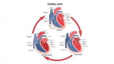 چرخه قلبی چیست؟